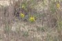 early goldenrod