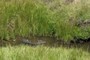 riparian vegetation