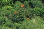 red flowers