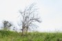 dead tree