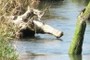 Some small stumps in the water.