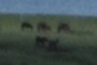 WHAT IS THIS BREED OF ANIMALS ?