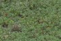 Bearberry
