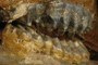 Mammoth Molars