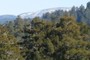snowy ridge above redwood forest canopy