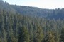 logged forest at the edge of the park