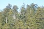 tall conifers near top of ridge