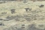Swallow's nests