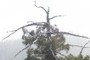 dead top of gnarly redwood