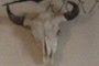 buffalo skull