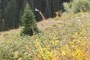 Meadow with Flowers