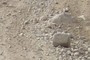 Fewer Rocks than Usual
