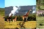 Giraffes