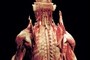 Spinal Previe