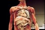 Digestive Overview