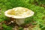 Mushroooom
