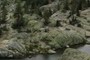 Serpentine?
