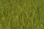 Rice plants