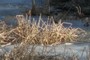 Reeds