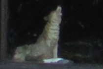 99374-210x140
