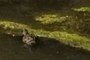 Female Duck? 