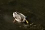 A Diving Duck?