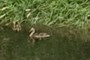 More Ducks