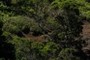 Animal Trail  獣道