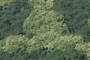 Kukui nut Trees