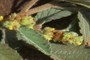 'Uhaloa (Waltheria americana)