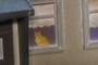 Cat in the window