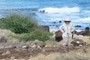 Ala loa trail