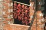 dried chillies
