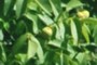 lemon tree