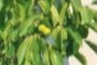 plums