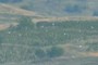 grape fields