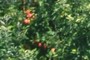 Pomegranates