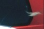 bird fly