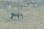 donkey