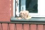 Pot on the windowsill