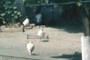Turkey and Chickens?