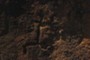 Petroglyph