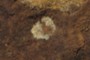 Lichen Remnant