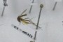 Mosquito