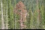 Dead Pine Tree