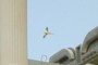 Green Parrot