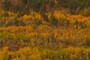 Aspens
