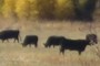 Just Cows