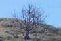 Lonesome Tree