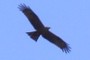 Maybe an eagle